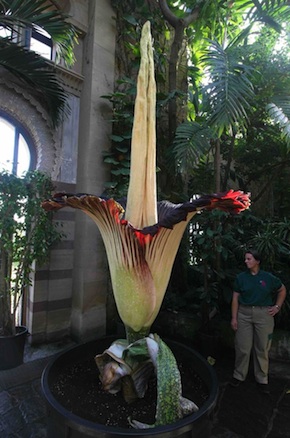 giant flower 1