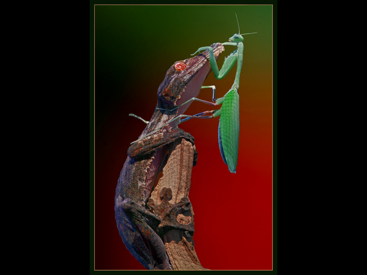 Unusual Pictures 26