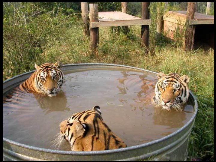 Unusual Pictures 32
