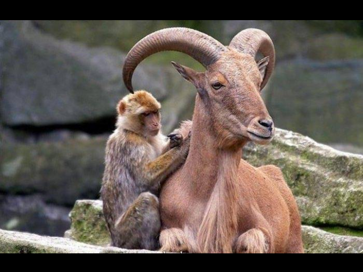 Unusual Pictures 34
