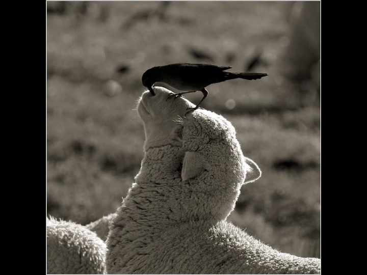 Unusual Pictures 36