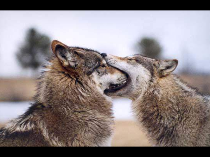 Unusual Pictures 37