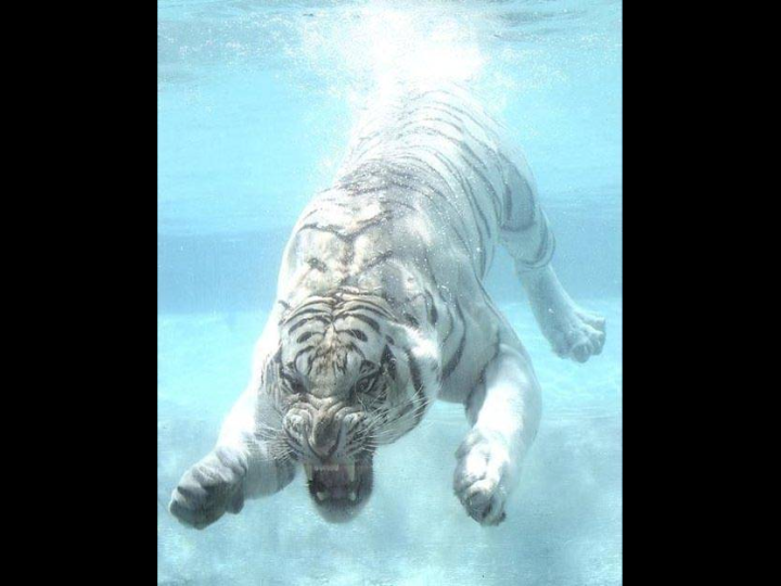 Unusual Pictures 41