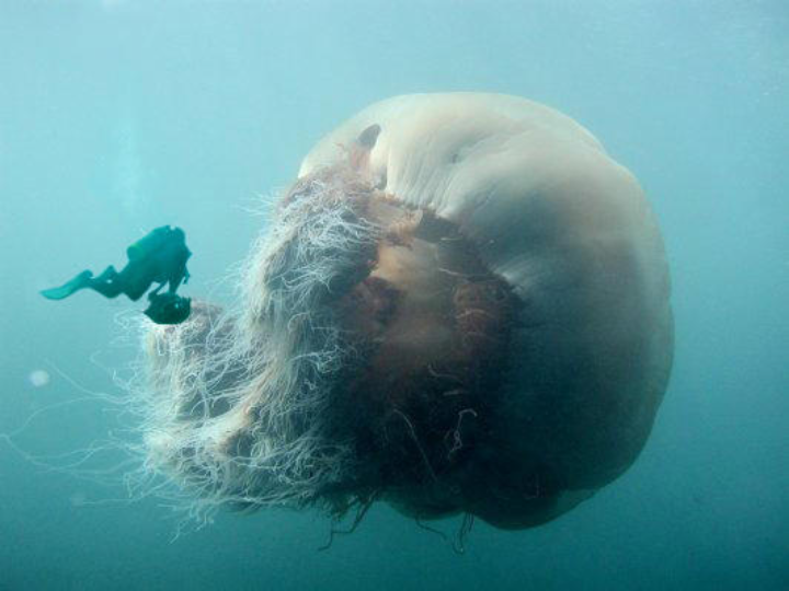Unusual Pictures 9